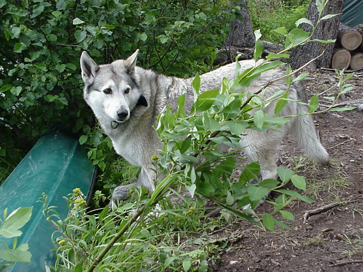 Katie in the woods