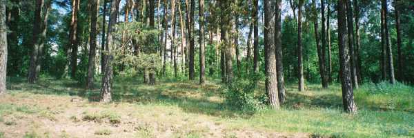 (The Trees)