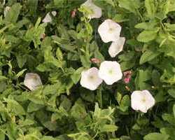 (flowers on vine)