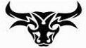 shorthorn bull