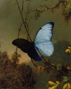 Glade and Ivory: Chapter Two