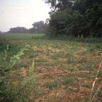 (farm field)